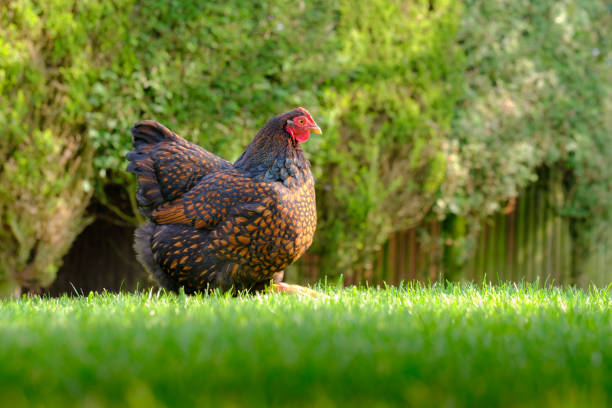 Brown speckled chicken standing on green grass with a blurred natural background